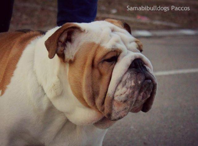 Engleski-buldog-