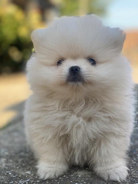 Pomeranac-stenci
