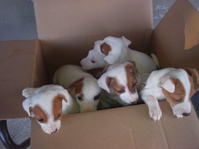Jack Russell terrier stenci