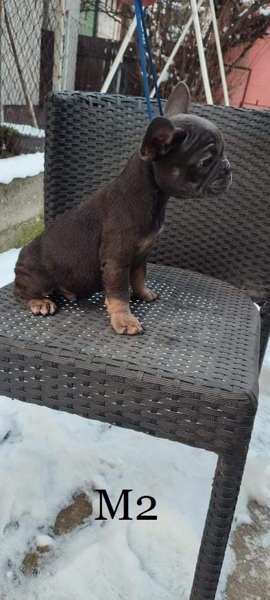 Francuski-buldog-štenci-