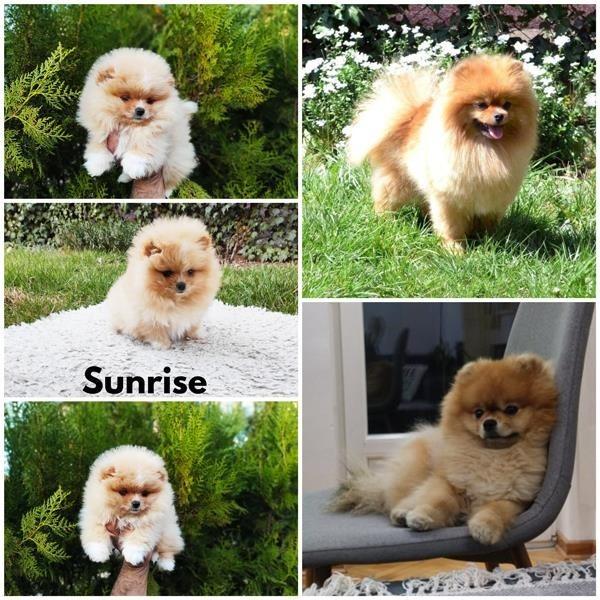 Pomeranac-štene