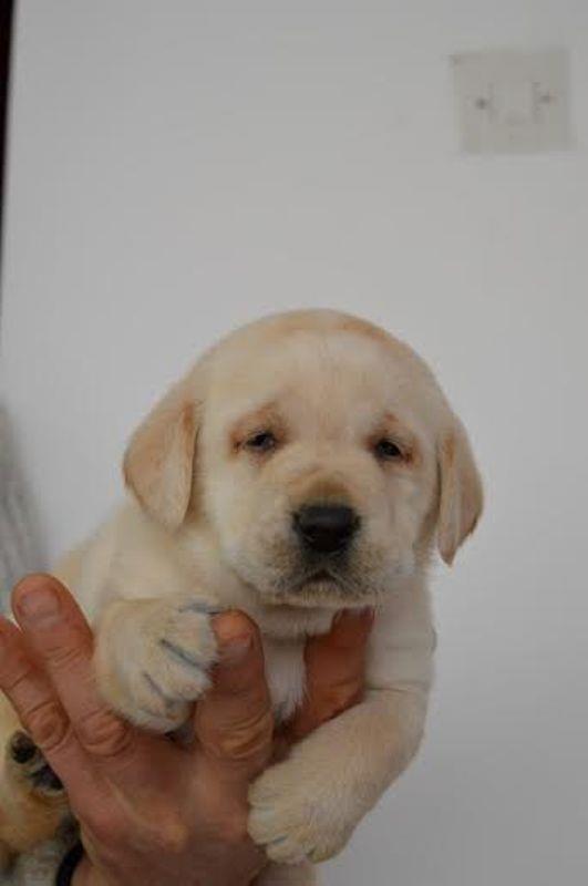 Labrador-retriver-stenci-