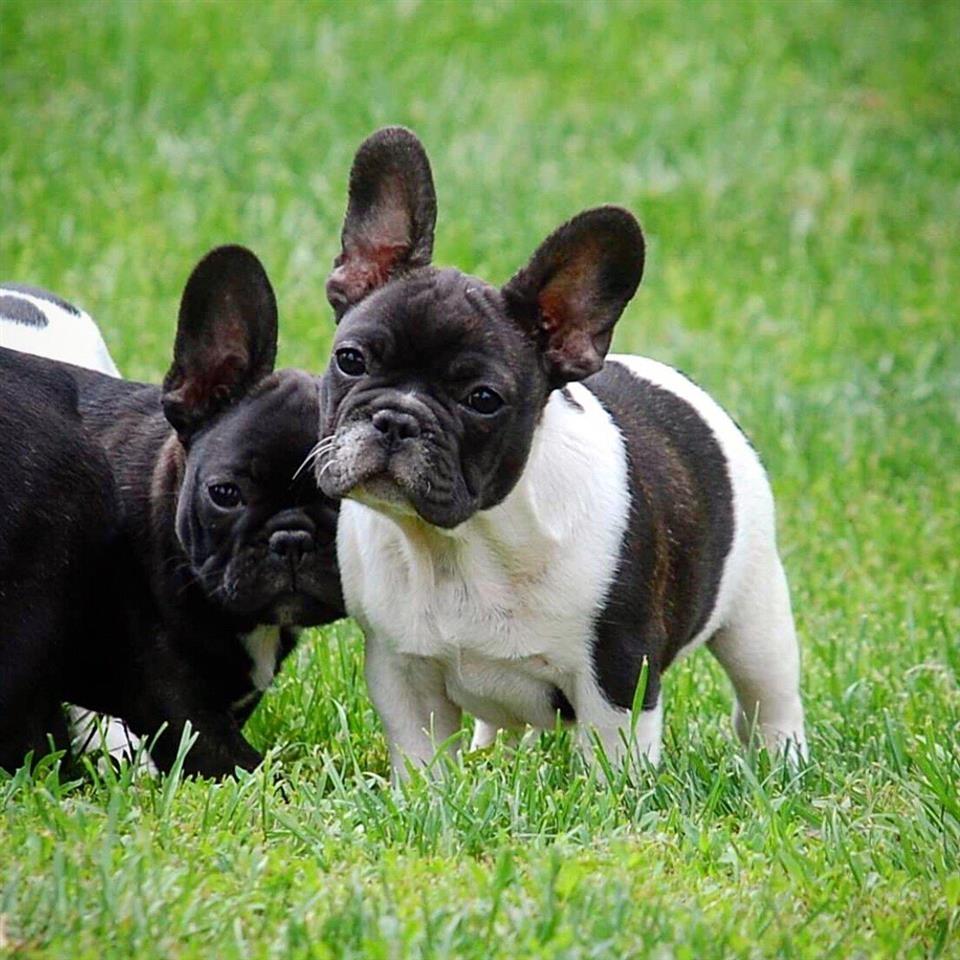 Francuski-Buldog-štenci