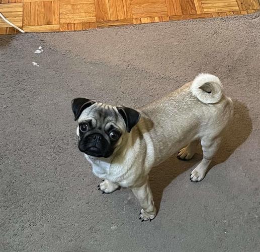 Mops ženka