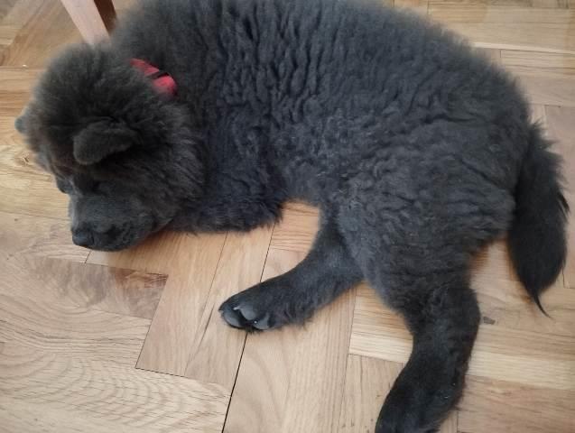 Chow-Chow-muško-štene