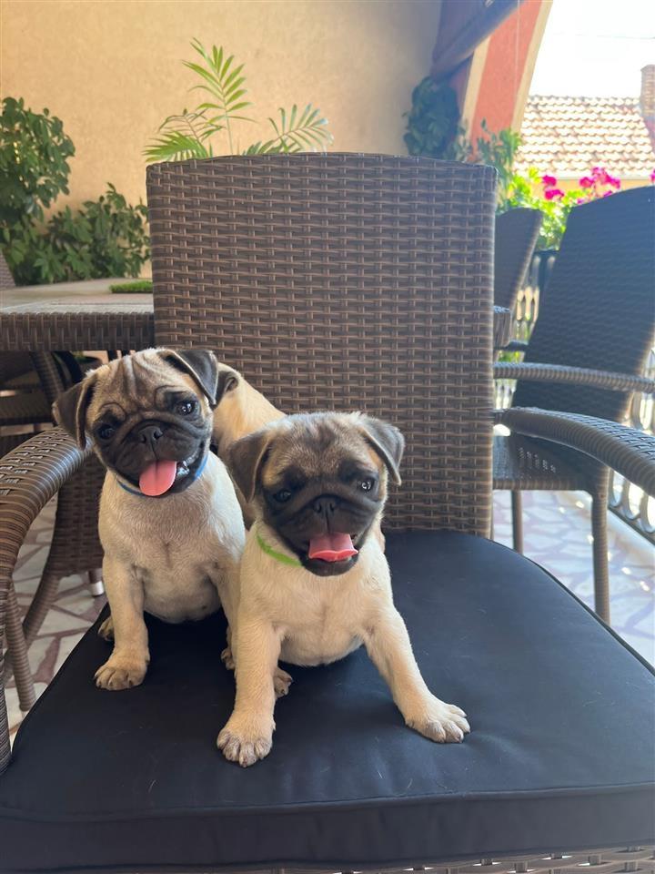 Mops-štenci