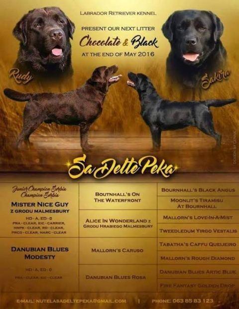 Čokoladni-štenci-Labrador-Retrivera