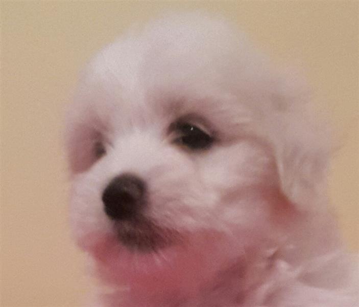 Coton-de-Tulear