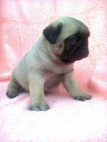 MOPS stenad