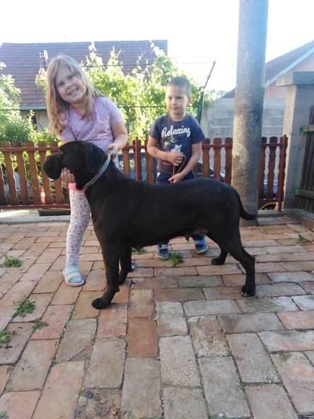 CANE-CORSO-odrasli-psi