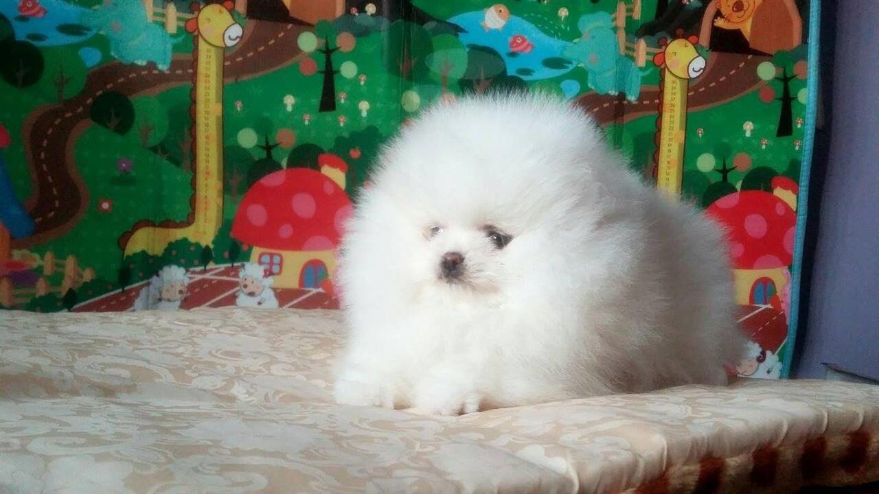 Pomeranski-spic