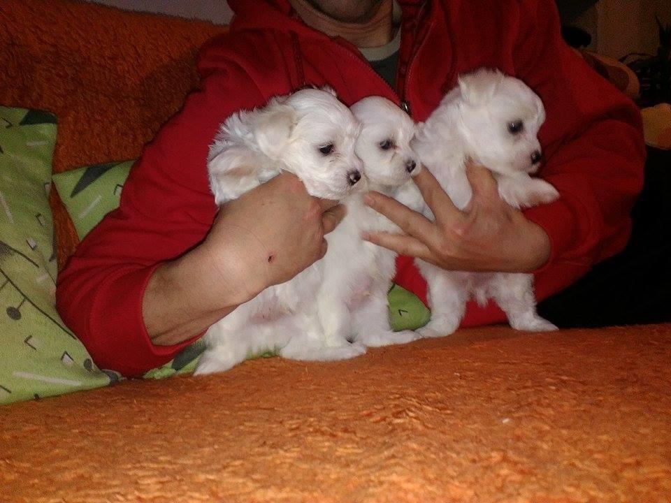 Maltezer