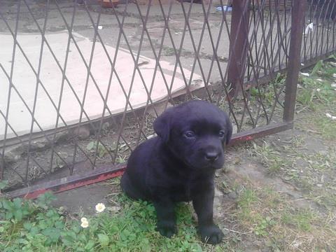 Stenad crnog labradora
