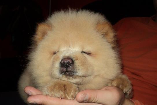 Chow Chow