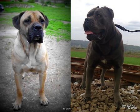 Cane-corso---vrhunska-stenad