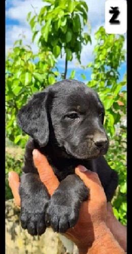 Labrador retriver  