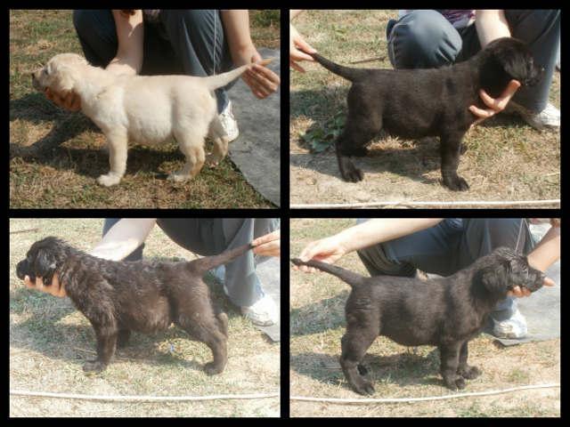 Labrador retriver