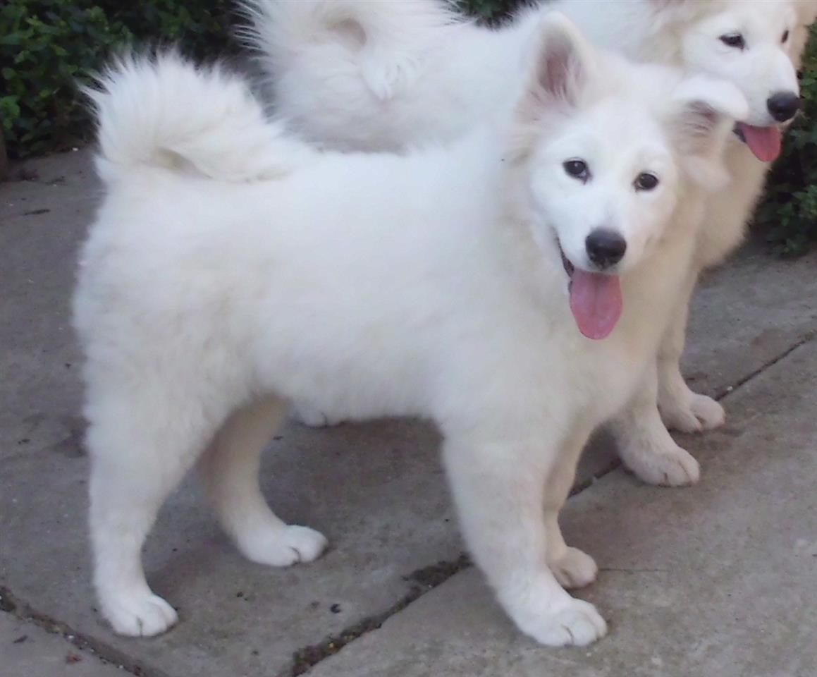 Samojed-prvobirana-zenka