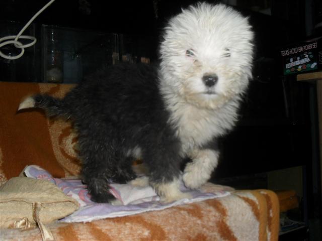Bobtail