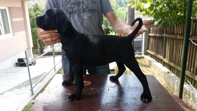 Cane-corso--zensko-stene