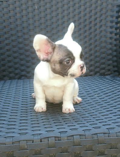 Francuski-Buldog-