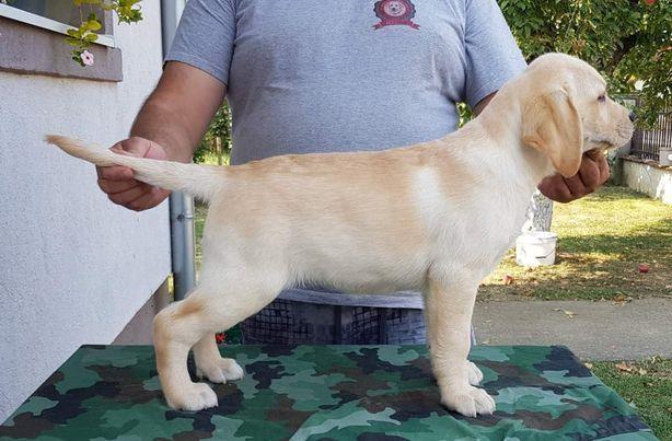 Stenci-LABRADOR-RETRIVERA