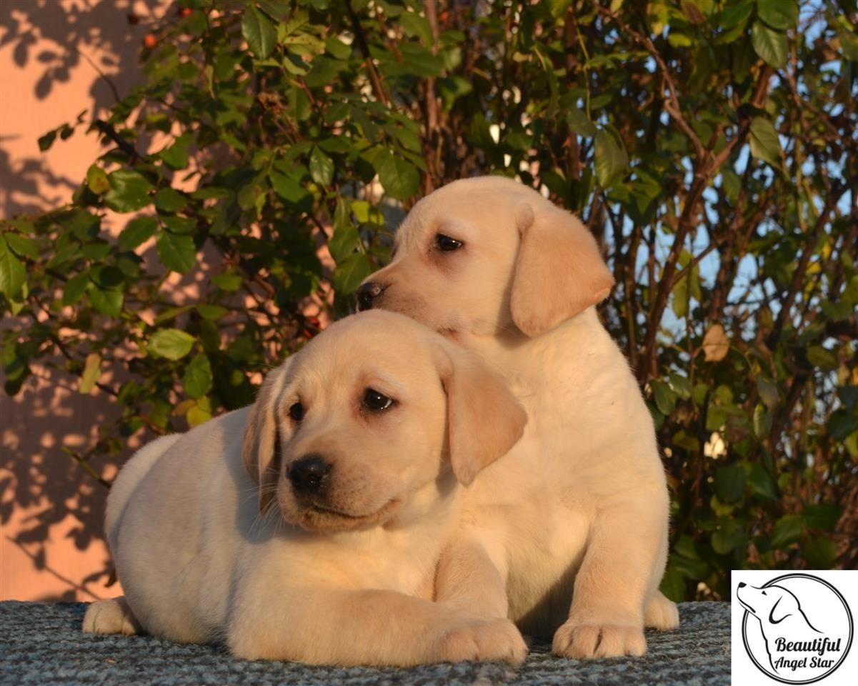 Stenci-Labrador-Retrivera