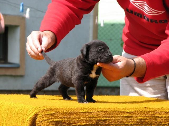Cane-corso-stenci