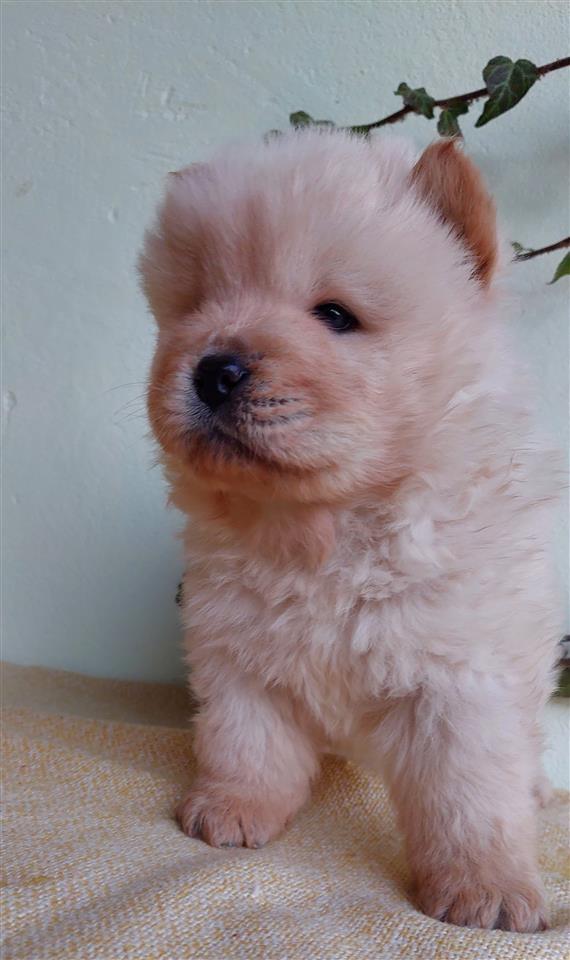Chow-Chow-Stenci-