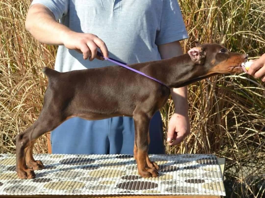 Doberman-štenci