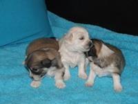 Coton-de-Tulear-Stenci