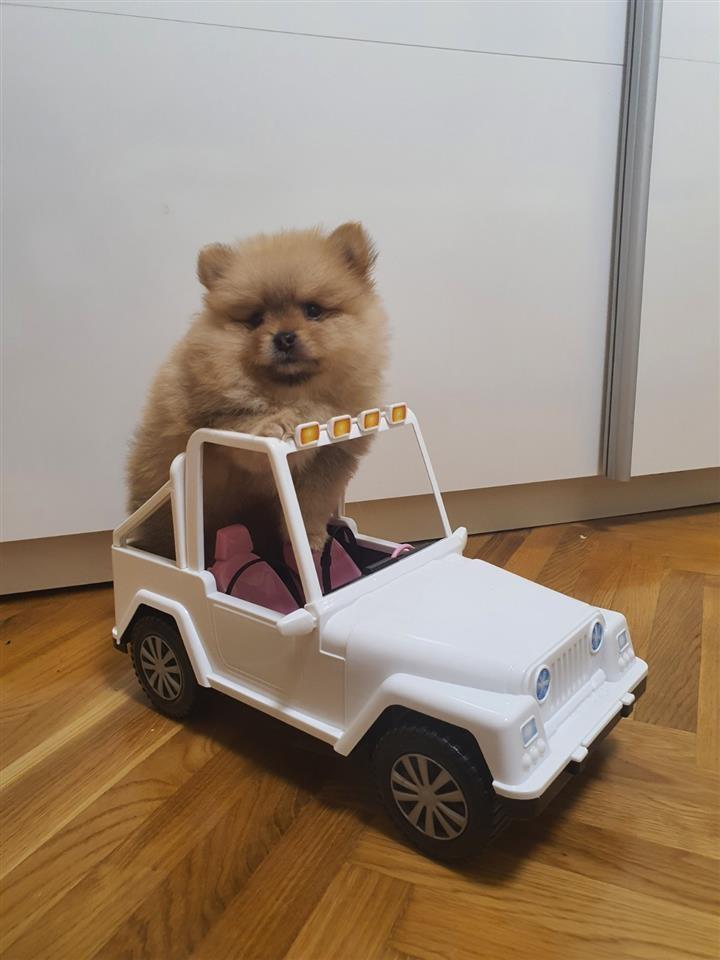 Pomeranac-štene