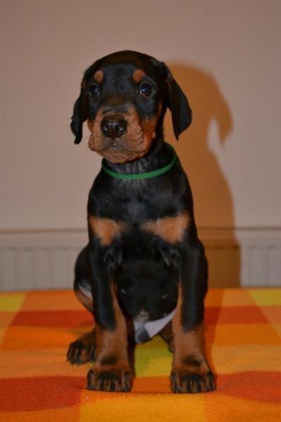 Doberman-stenad