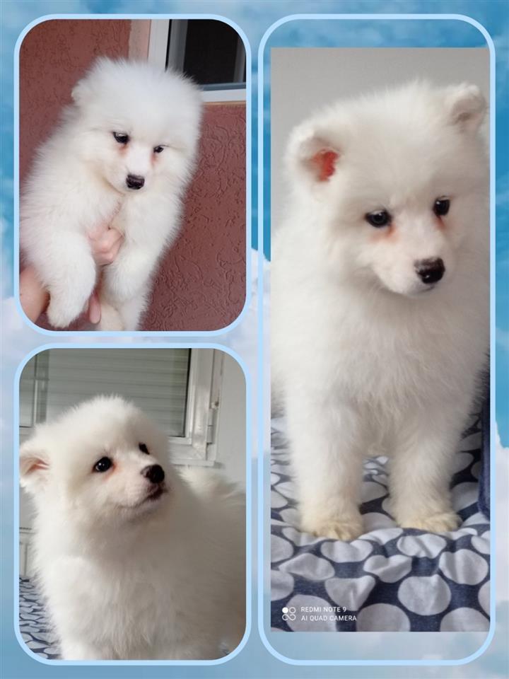 Samojed-