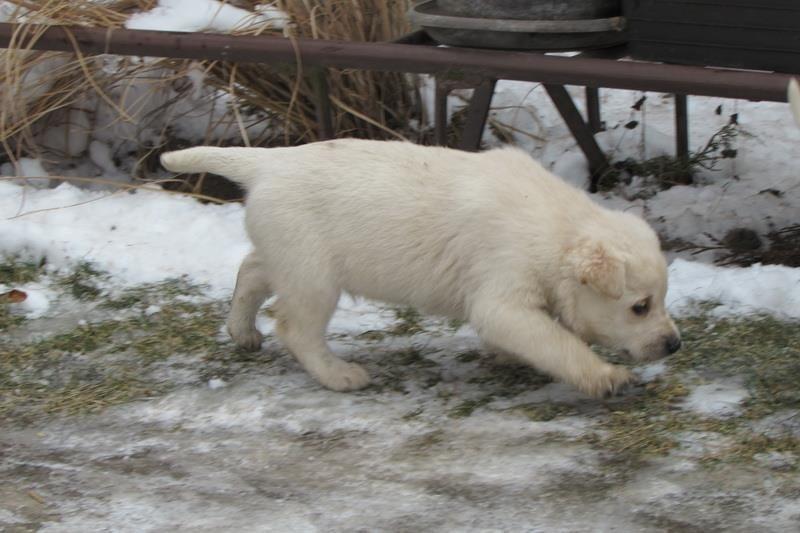 Labrador-retriver-stenad