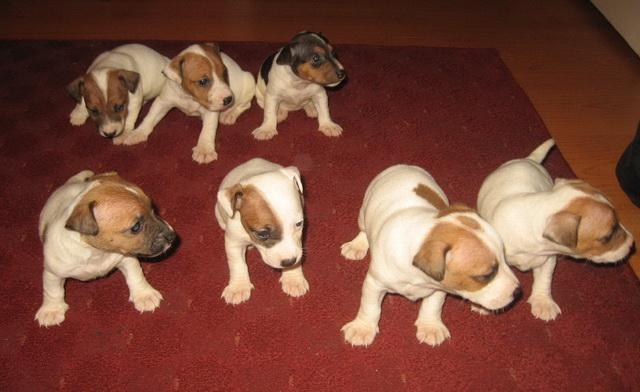 Jack russel terier