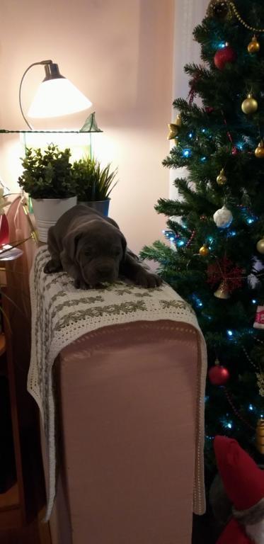 Cane-corso-štenci