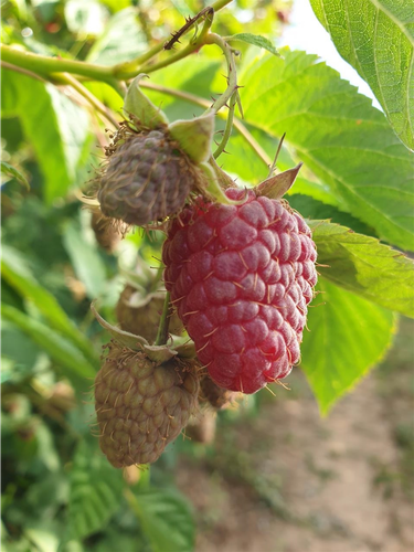 Berba Malina 
