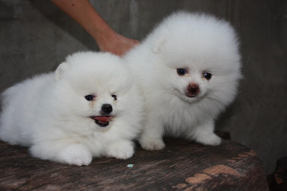 Pomeranski-spic-