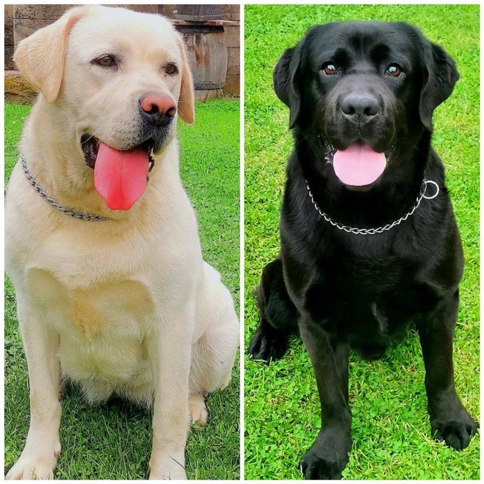 Labrador-stenci