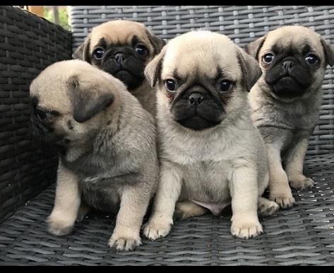 Mops stenci