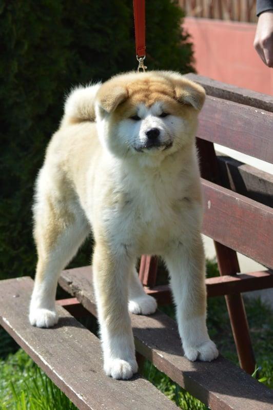Akita-Inu-
