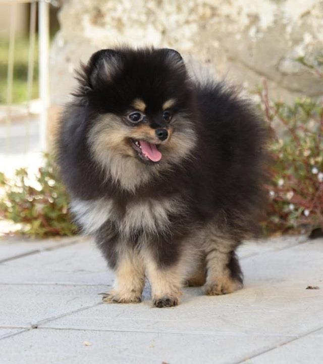 Pomeranci