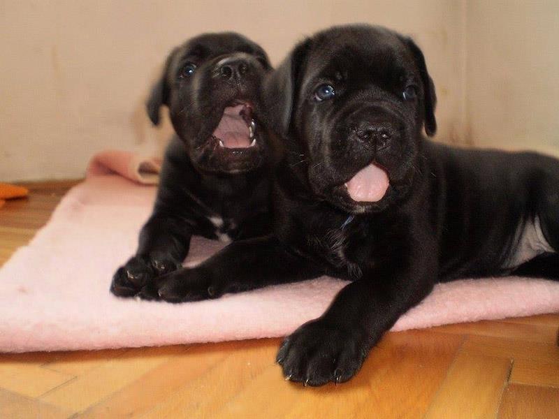 Cane-Corso-štenad-na-prodaju