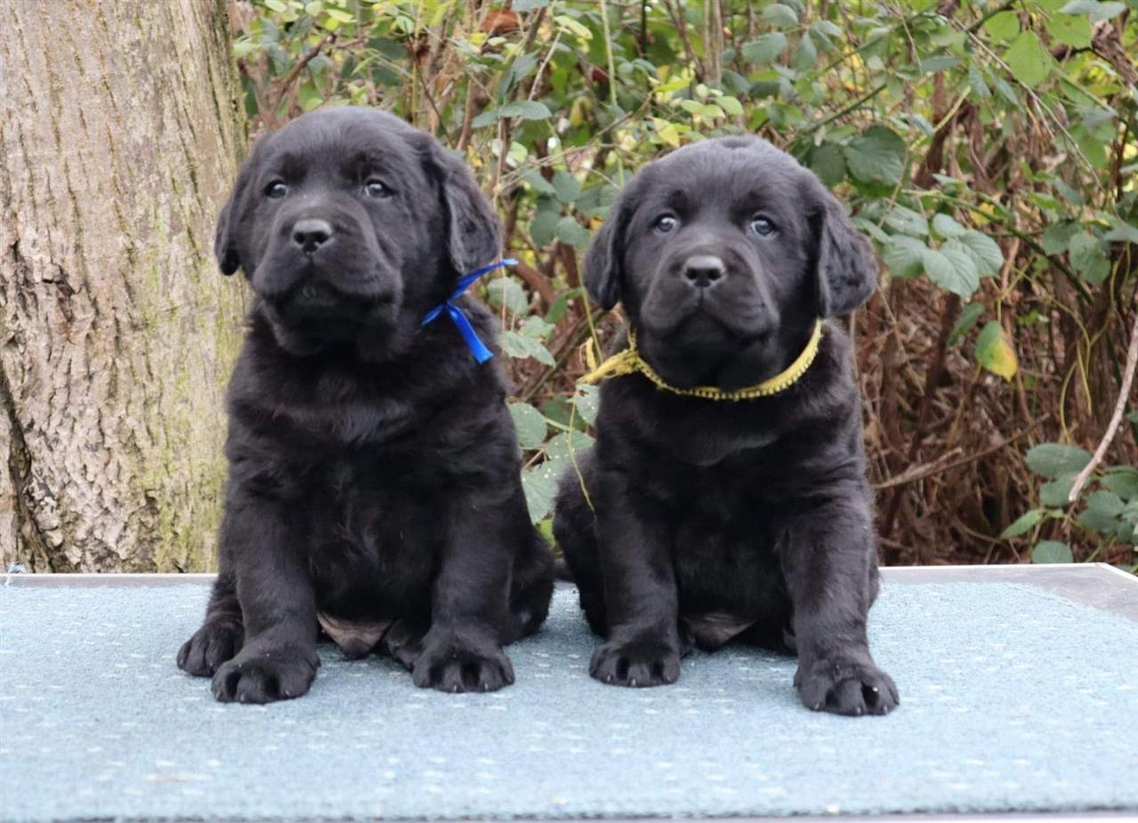 Labrador-štenci