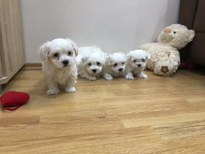 Maltezer