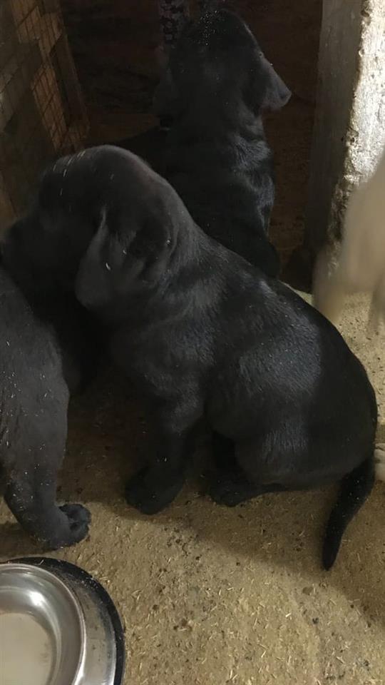 Labrador-Retriver--VRHUNSKI-ŠTENCI--