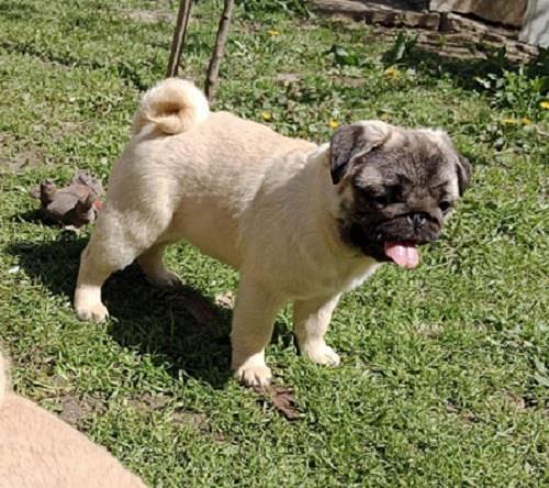Mops