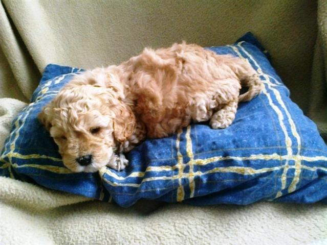 Pudle
