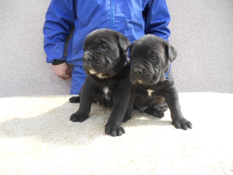 Cane-corso-stenci